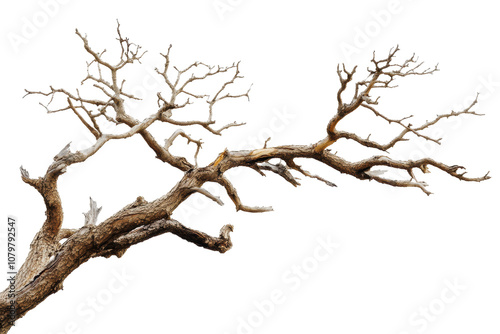 Old dry tree branch