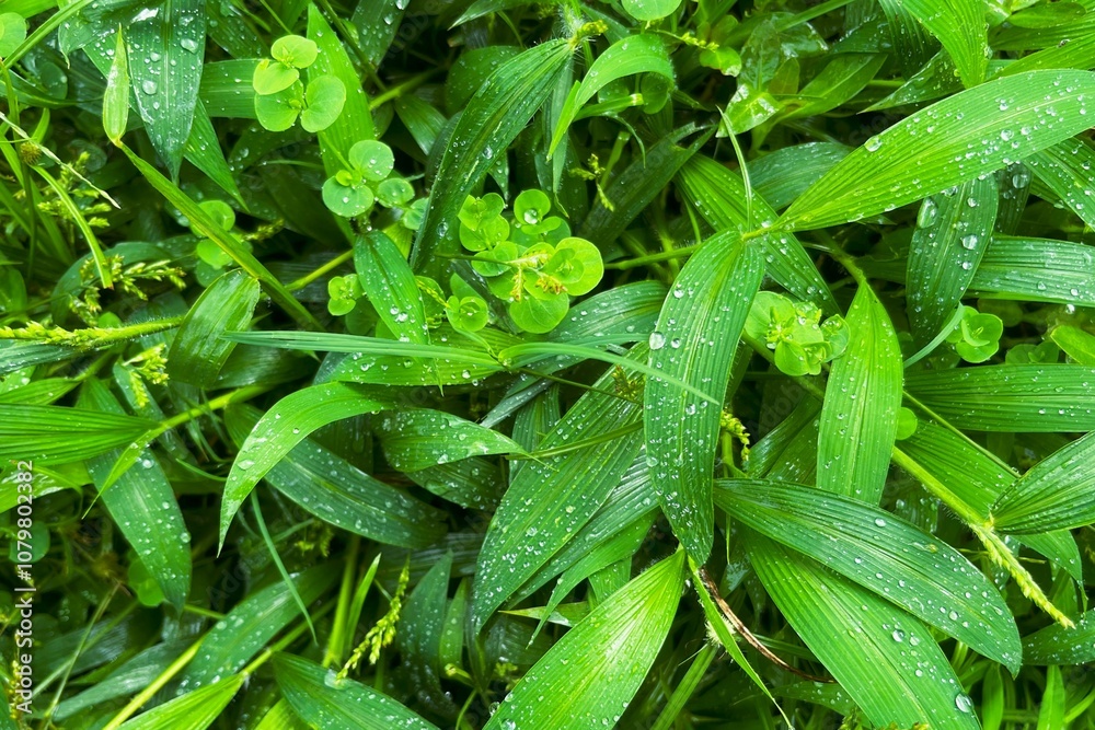 green grass with water droplets from raindrops green grass with water droplets from raindrops