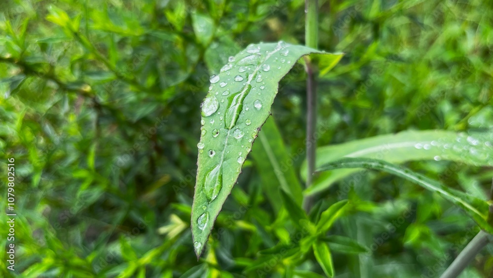 green leaves with water droplets from raindrops green leaves with water droplets from raindrops