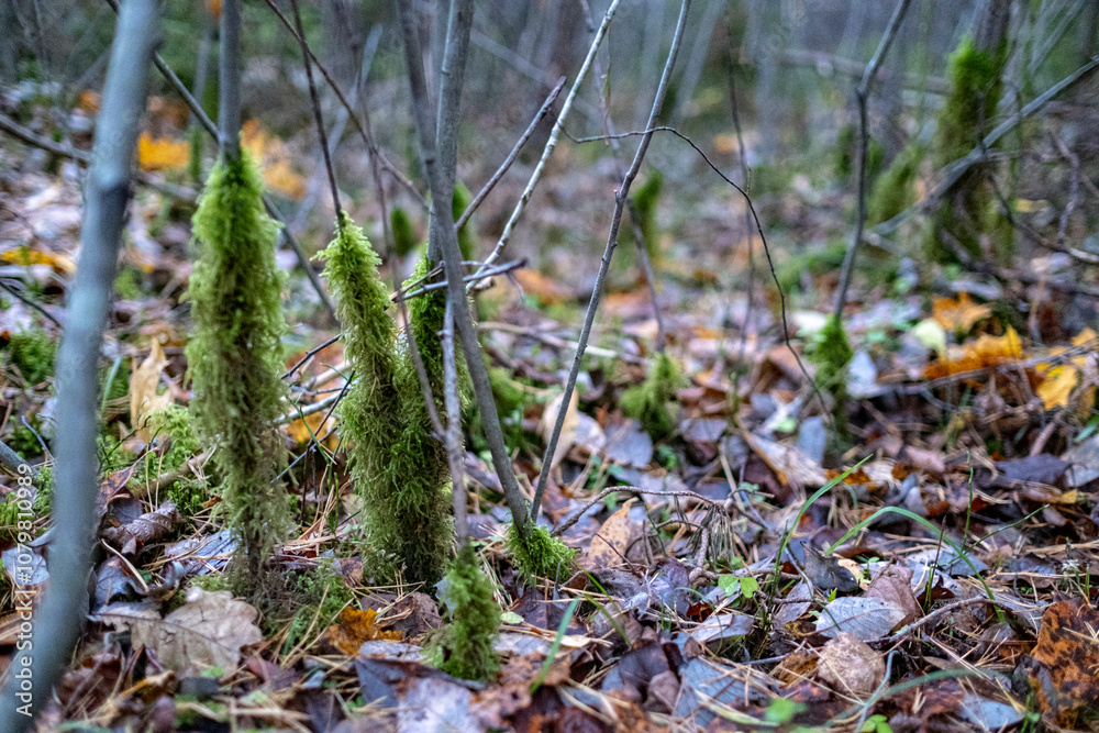 Fototapeta premium green moss around small tree trunks in autumn season. Wilted leaves on the ground.