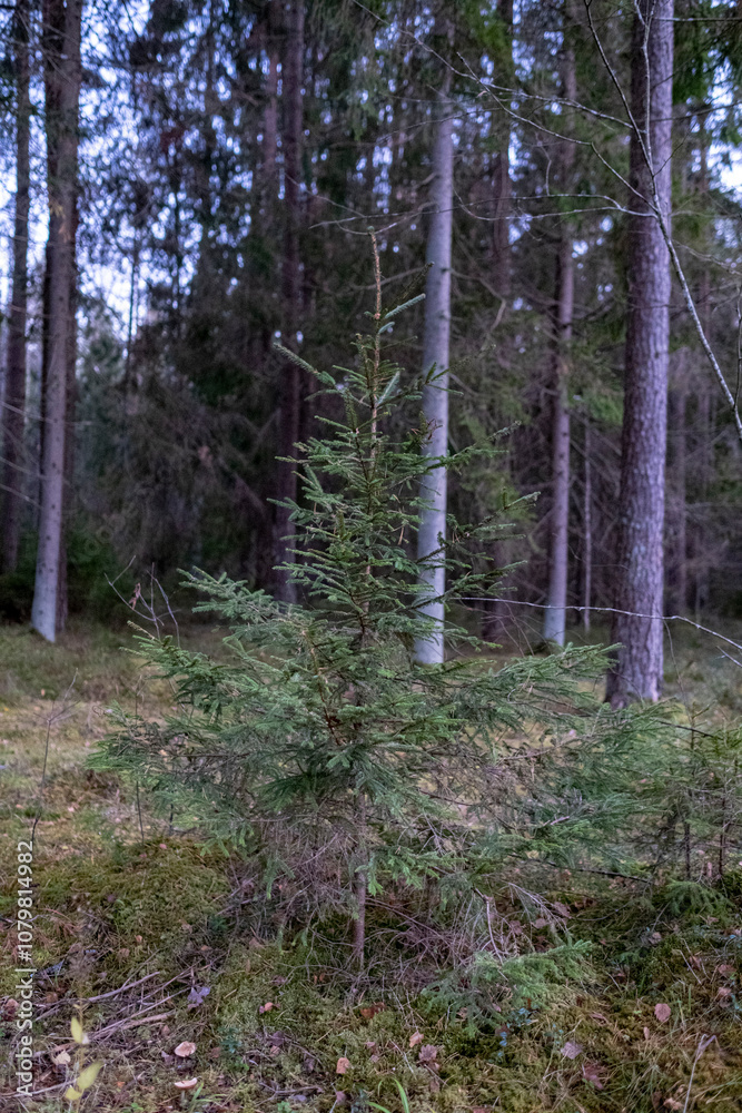 Fototapeta premium small spruce tree in pine forest