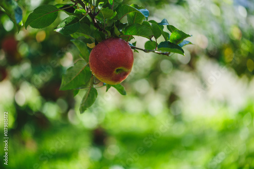 Red apples grow on tree in morning sunshine photo