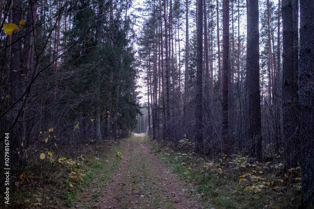 Fototapeta premium pathway in dark coniferous forest in November