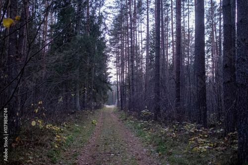 pathway in dark coniferous forest in November