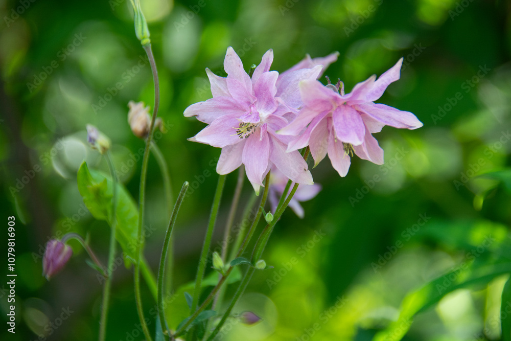 Beautiful pink aquilegia flowers on a blurred green background in the garden in summer Beautiful pink aquilegia flowers on a blurred green background in the garden in summer