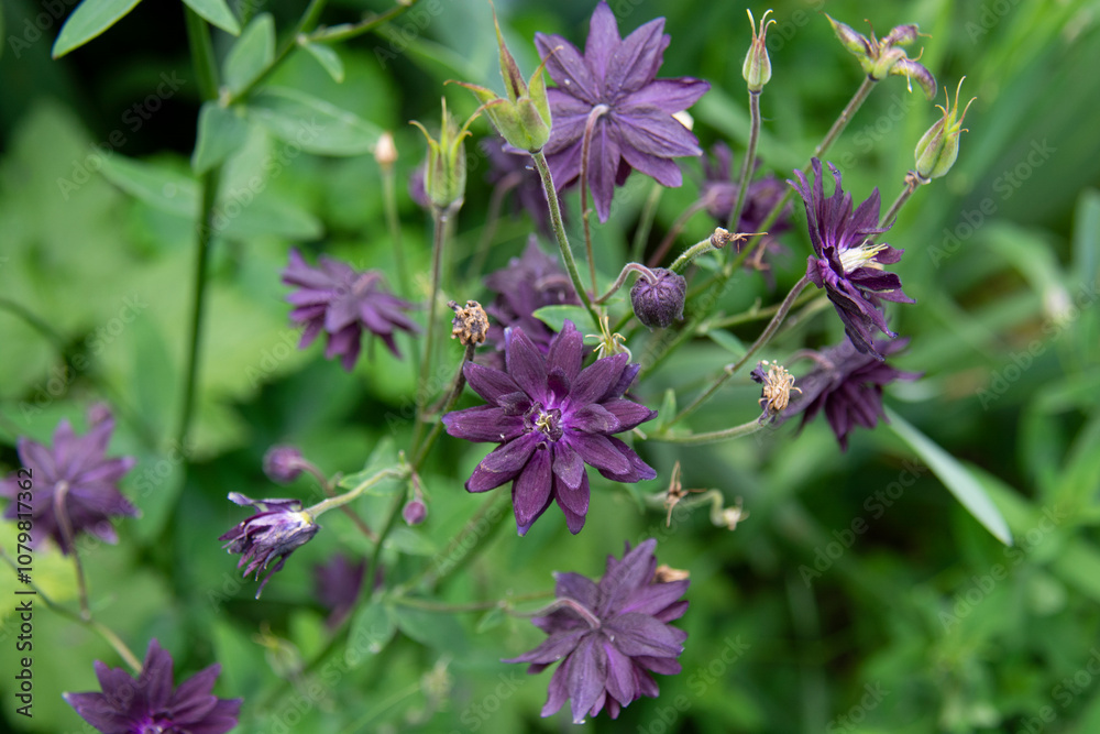 Beautiful purple aquilegia flowers against a background of green leaves in the garden in summer Beautiful purple aquilegia flowers against a background of green leaves in the garden in summer