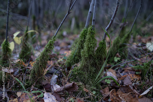 green moss around small tree trunks in autumn season. Wilted leaves on the ground.