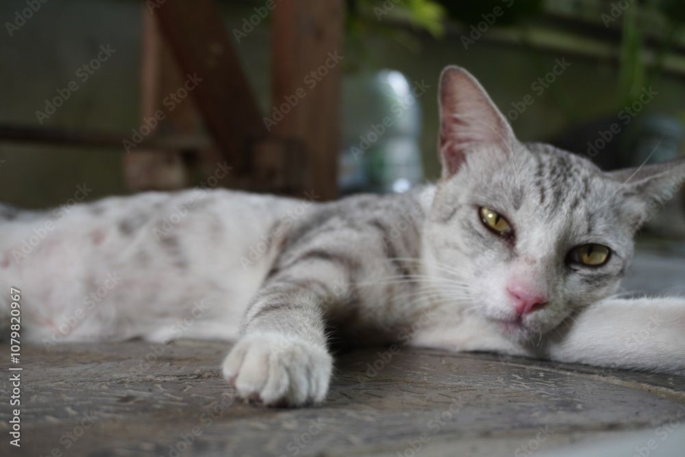 A gray striped cat with yellow eyes is lying on a stone surface. It appears relaxed, resting with its paw extended and its head propped up slightly. The background shows soft greenery and a relaxed se A gray striped cat with yellow eyes is lying on a stone surface. It appears relaxed, resting with its paw extended and its head propped up slightly. The background shows soft greenery and a relaxed se