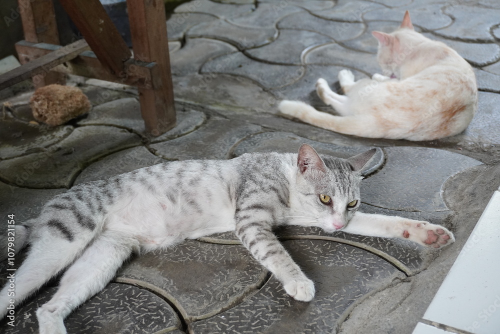 A gray striped cat is lounging lazily on a stone path, while a white cat with orange spots is grooming itself nearby. Both cats appear relaxed and calm in a peaceful outdoor setting. A gray striped cat is lounging lazily on a stone path, while a white cat with orange spots is grooming itself nearby. Both cats appear relaxed and calm in a peaceful outdoor setting.