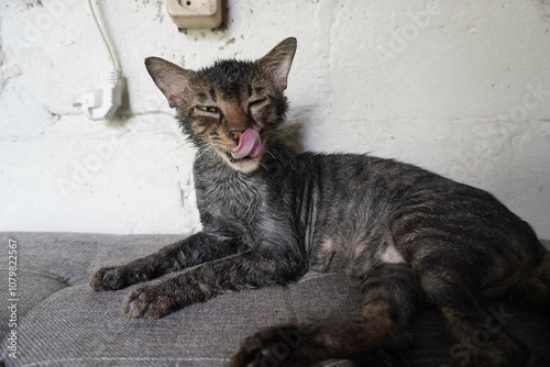 A close-up of a sick, skinny cat with a grayish striped coat. The cat is licking its lips, appearing weak and tired, with a leaky nose, indicating flu symptoms. Its fur looks flat and unkempt. photo