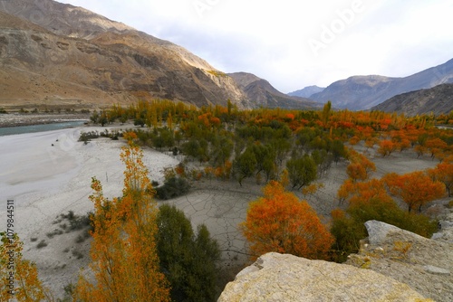 Autumn colors of the trees in Shyok River valley near the village of Ghawari and Khansar Kuro (at the road between Keris and Yugo, Gilgit-Baltistan, Pakistan) photo