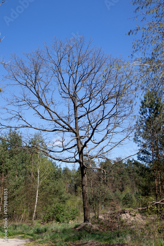 Dense autumn branches against a bright blue sky, beautiful natural pattern photo