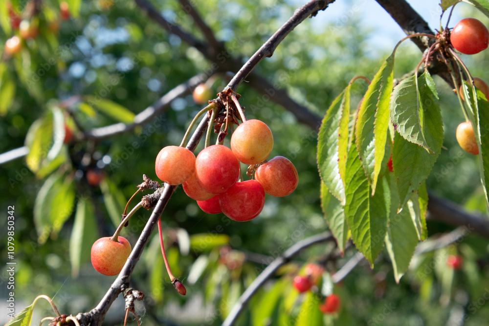 Ripe dark red cherries hanging on cherry tree branch with green blurred background Ripe dark red cherries hanging on cherry tree branch with green blurred background