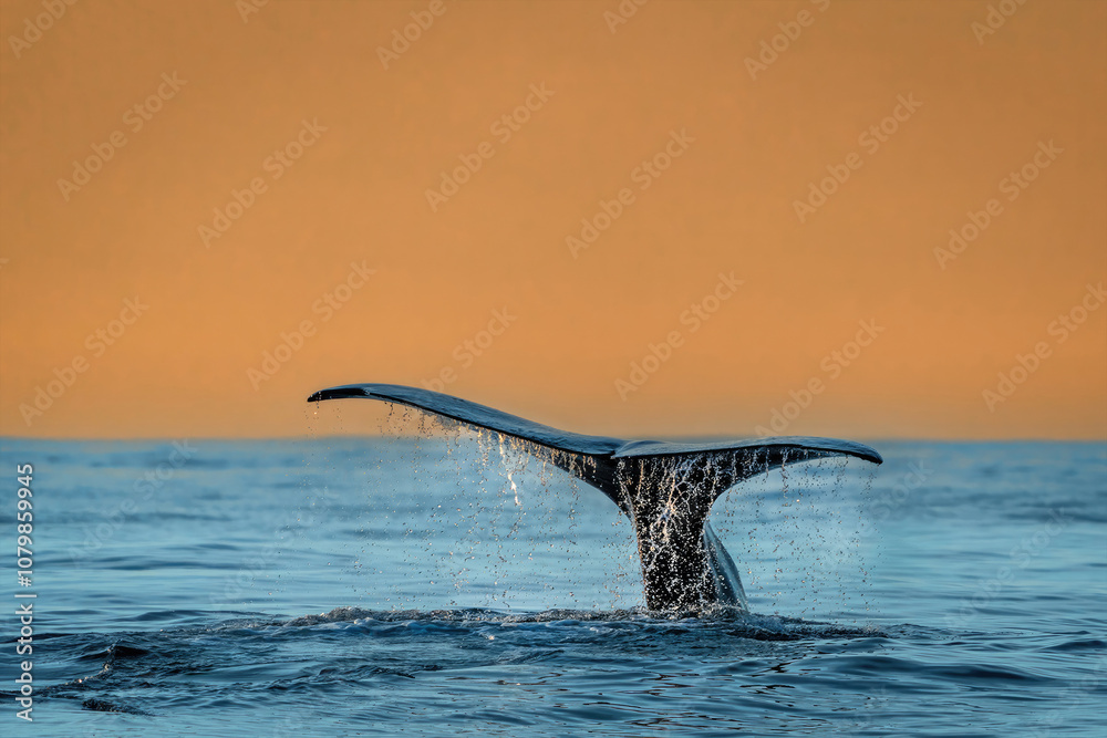 Fototapeta premium Whale Tale