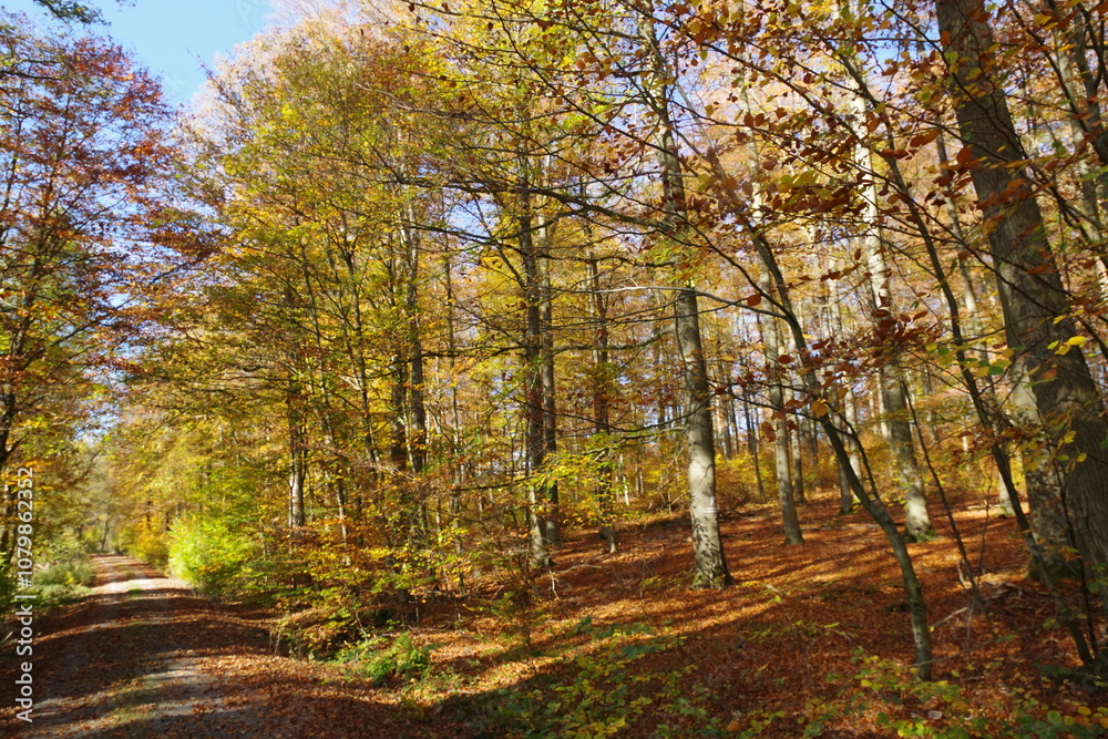Herbstwald Herbstwald