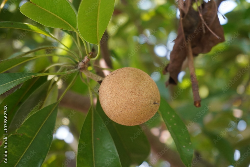 The sapodilla on its branch in close up with a blurry background The sapodilla on its branch in close up with a blurry background