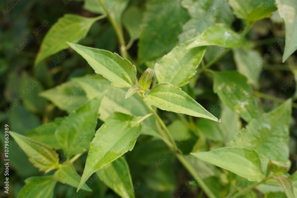 A twig of the Chromolaena odorata commonly known as Siam weed A twig of the Chromolaena odorata commonly known as Siam weed