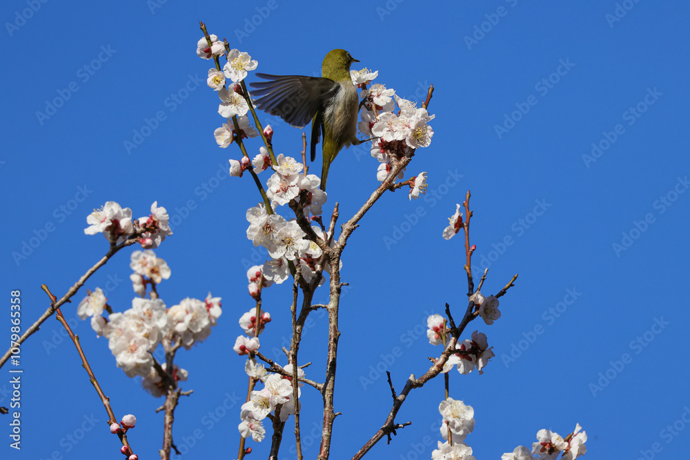 梅の花とメジロ 梅の花とメジロ
