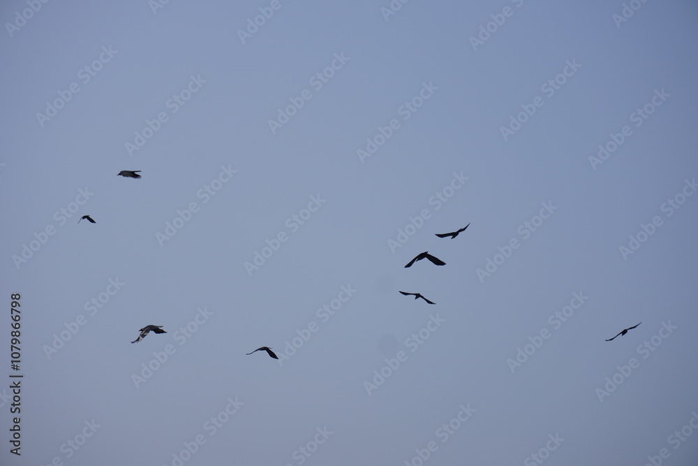 The crows are flying on the clear blue sky The crows are flying on the clear blue sky