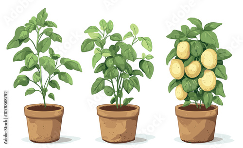 Lemon and Basil Plants Growing in Pots, Demonstrating Home Gardening Techniques