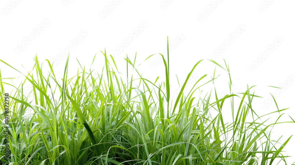 Obraz premium Green grass on white transparent background 