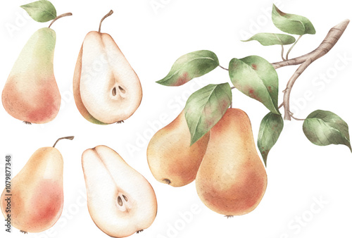 Watercolor set of yellow pears.
