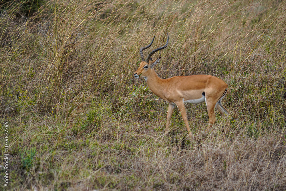 Graceful Antelope Standing Amid Golden Savannah Grass Graceful Antelope Standing Amid Golden Savannah Grass