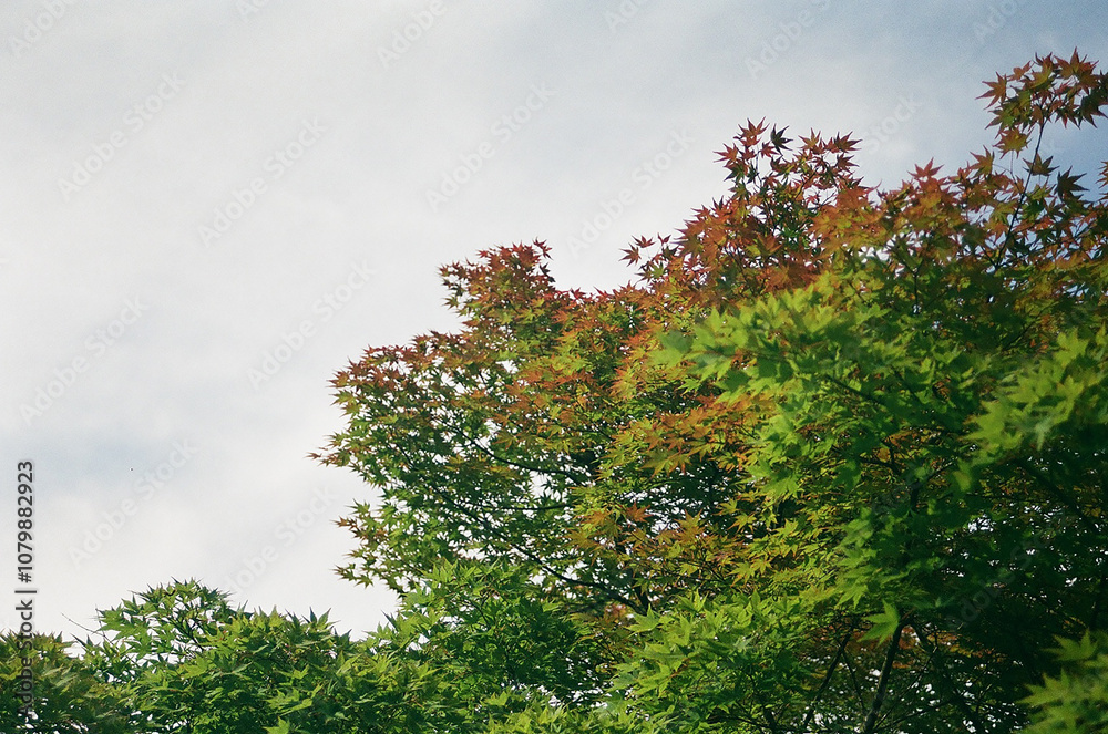 Obraz premium 見上げた空と色づく紅葉