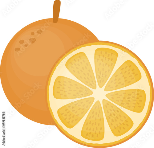 Orange fruit vector illustration