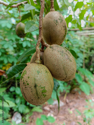 Fresh Bunch of Spondias Dulcis Fruit – Tropical Green Plums on Tree – Organic Farming and Exotic Produce