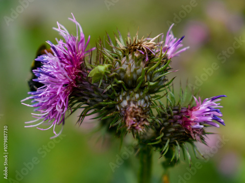 Purple Carduus and bees pollinating it