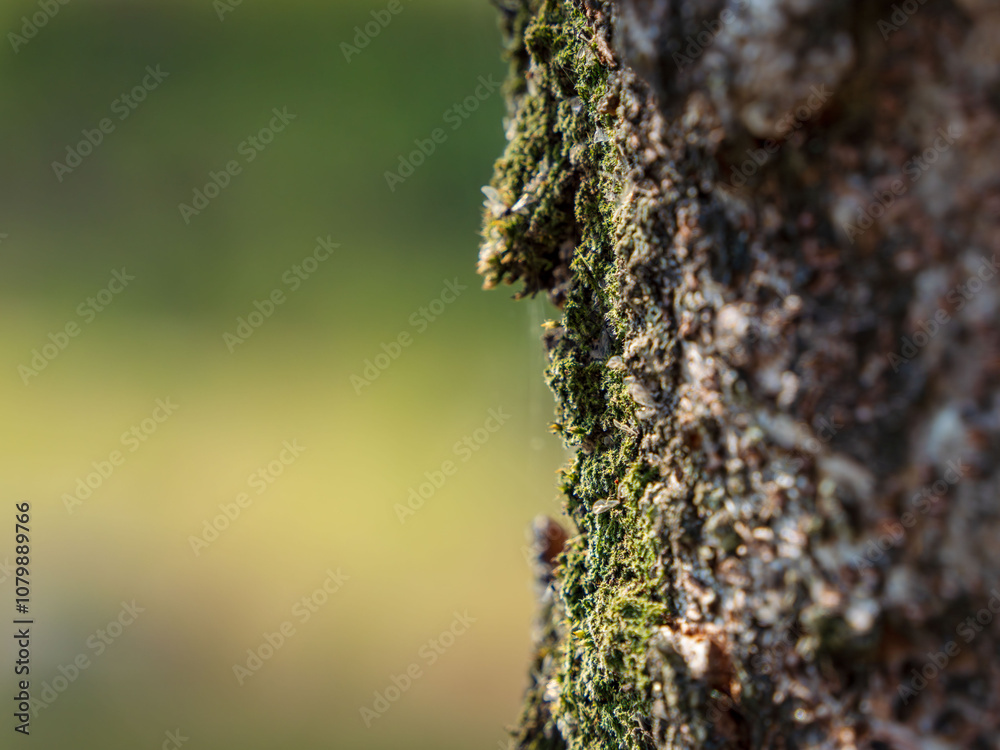 木の表皮につく苔類のクローズアップ02