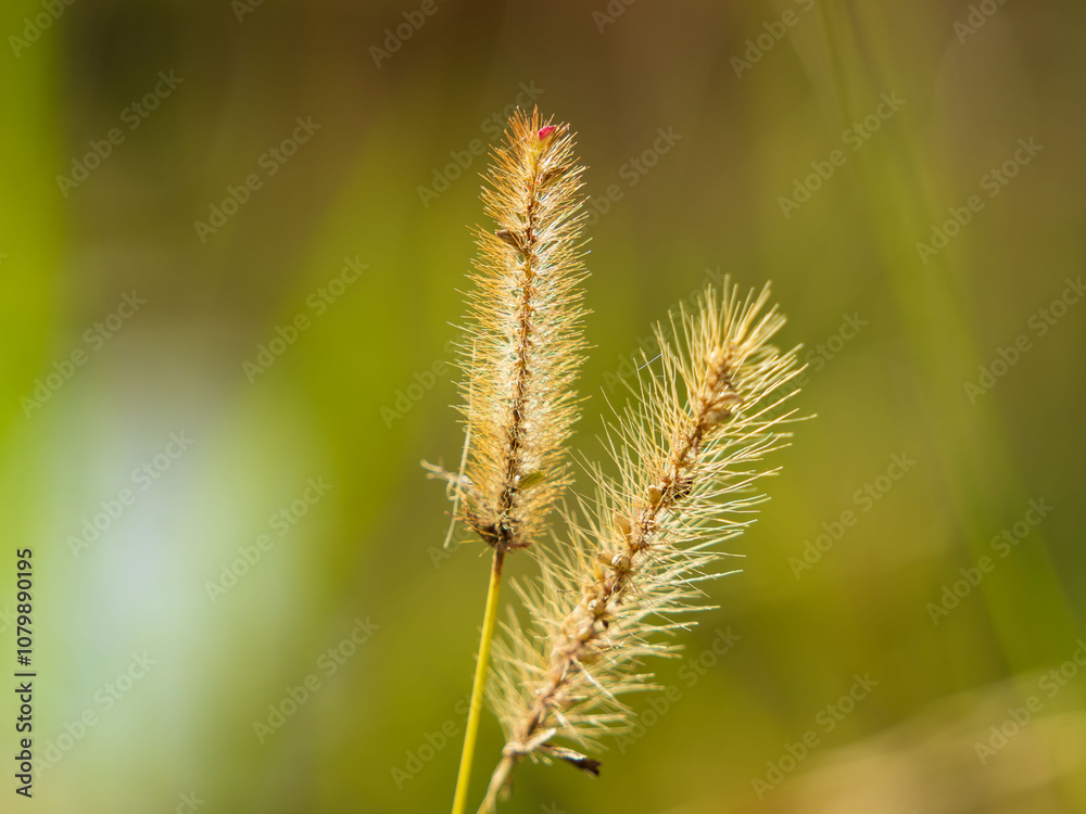 Obraz premium 秋の水辺の野草をクローズアップ01