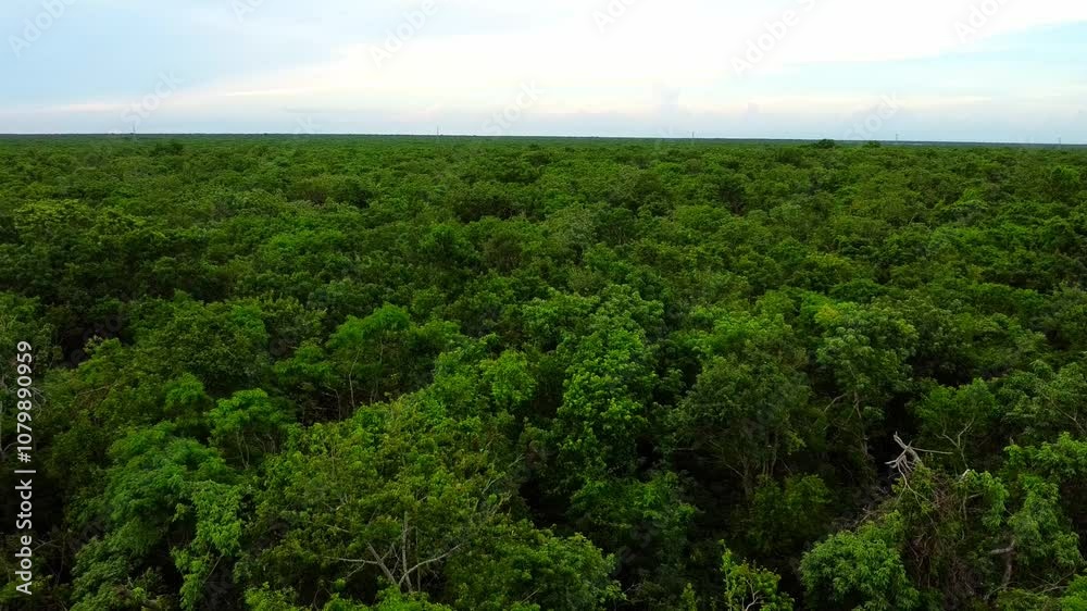 Panoramic view of the Quintana Roo jungle that stretches to the horizon and merges with the cloudy sky. Panoramic view of the Quintana Roo jungle that stretches to the horizon and merges with the cloudy sky.