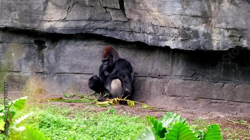 A large Gorilla eating some bamboo before putting it down and then laying down to take a nap whilst leant up against a large boulder rock. photo