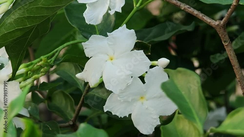 White Flower. Gardenia Thailandica Tirveng. photo