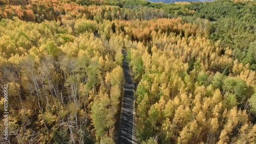 Autumn forest surrounding canyon road - high shot