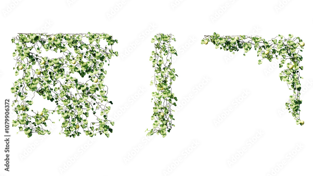 Ivy vines on wall isolated on transparent background. Modern illustration plant with green leaves, home interior, garden landscaping or floral design element. Ivy vines on wall isolated on transparent background. Modern illustration plant with green leaves, home interior, garden landscaping or floral design element.