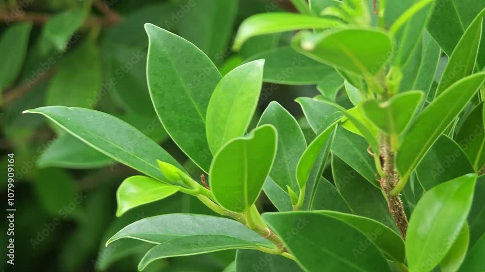 Green leaves in the garden (Ficus annulata). Green leaves in the garden (Ficus annulata).