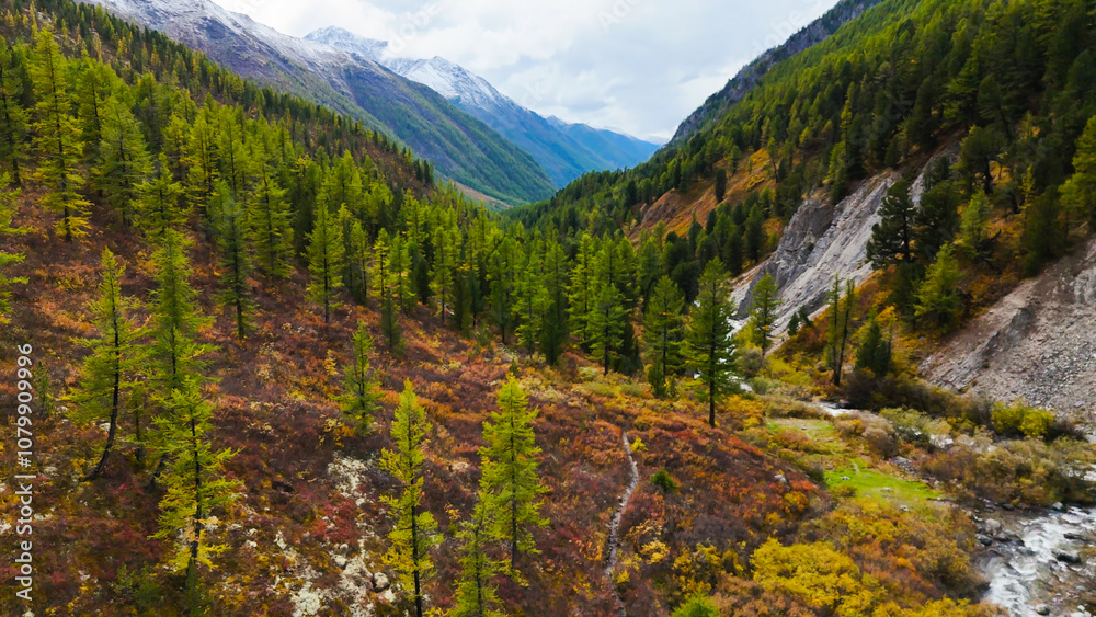 yellowed forest in the Altai mountains yellowed forest in the Altai mountains