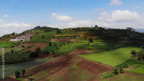 From above, the hills of wild sunflowers bloom brightly in November in Don Duong - Lam Dong - Vietnam, the rows of wild sunflowers bloom bright yellow, interspersed between vegetable fields like a che