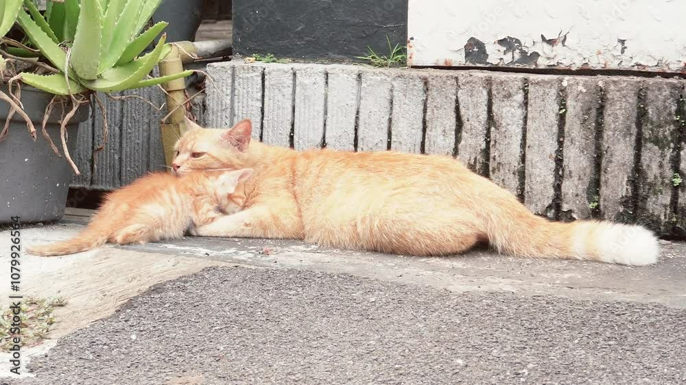 The mother cat is licking her kittens to clean the kittens, share scent, affection, and also strengthen social bonds The mother cat is licking her kittens to clean the kittens, share scent, affection, and also strengthen social bonds