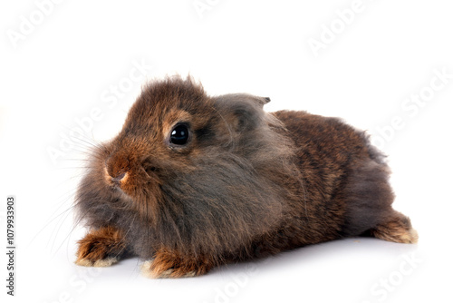 young Lionhead rabbit photo