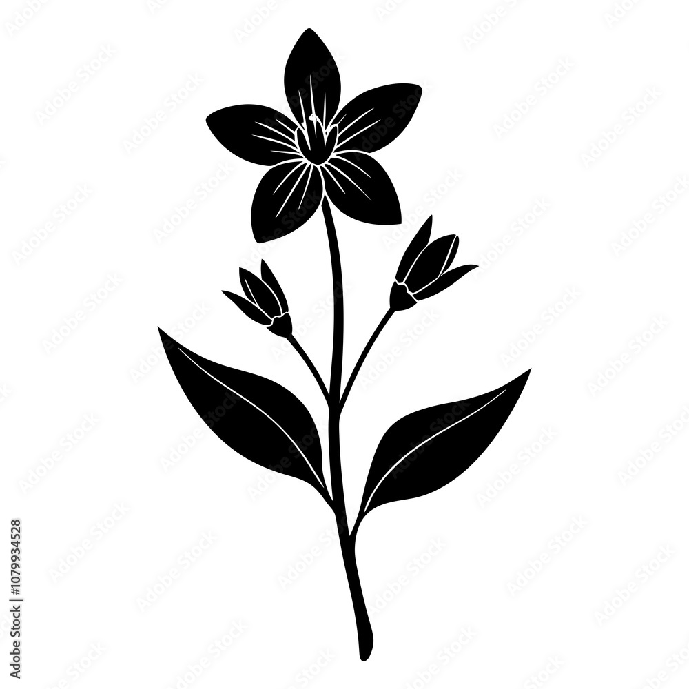 black and white flower black and white flower