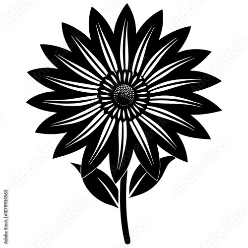 black and white gazania flower