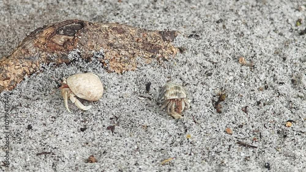 Hermit crabs on the beach Hermit crabs on the beach