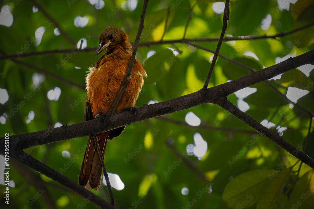 Southern Variable Pitohui perching on tree Southern Variable Pitohui perching on tree