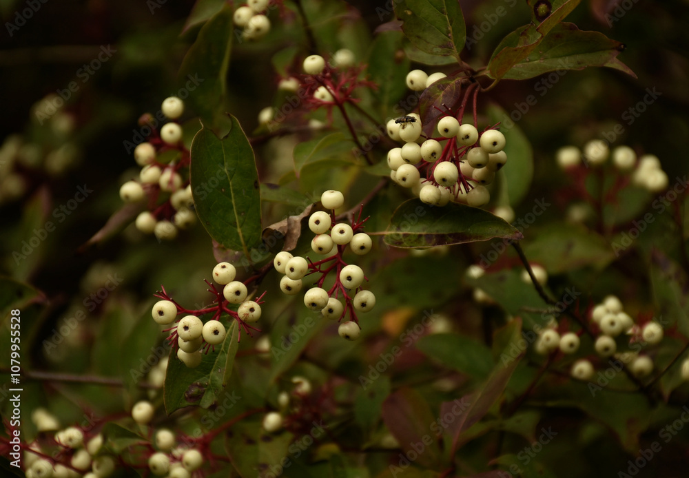 Bush with white red berries Bush with white red berries