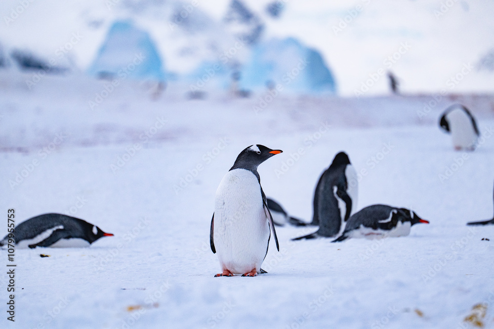 Obraz premium Group of gentoo penguins on the snow in Antarctica. South Pole