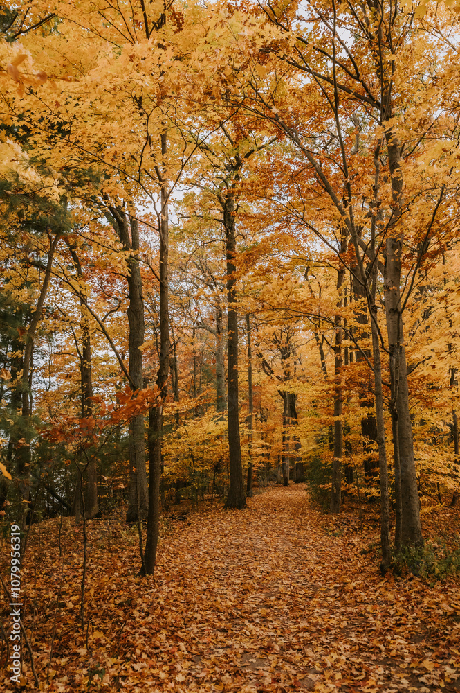 Obraz premium Beautiful golden leaves on a wooded trail on an autumn day.